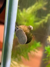 至急 ヒメタニシの中身が少し出ているような感じなのですが死んでいるのでしょうか Yahoo 知恵袋