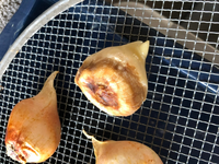 チューリップの球根は洗うの 洗わないの 掘って今新聞紙の上で陰干ししてます Yahoo 知恵袋