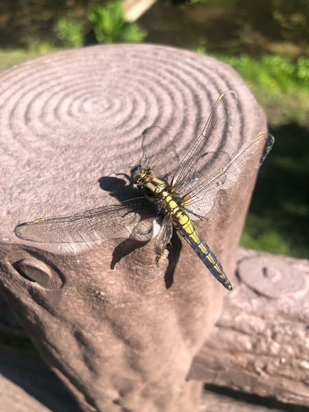 このトンボの種類教えて下さい 宜しくお願い致します 北海道です Yahoo 知恵袋