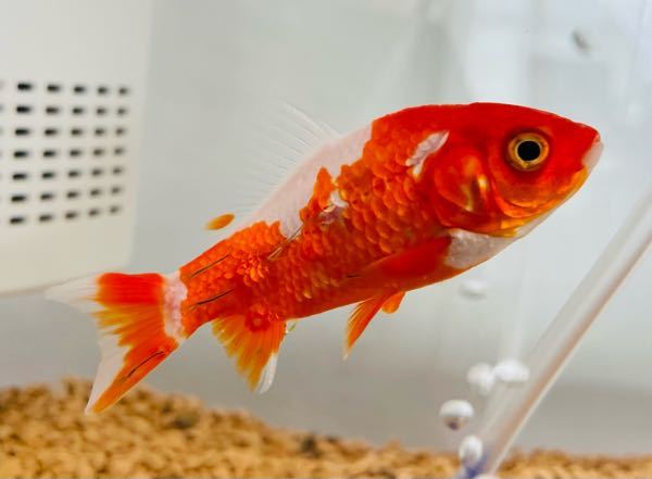 金魚がイカリムシ病にかかったようなのですが 薬は 白点病 尾ぐされ病 Yahoo 知恵袋