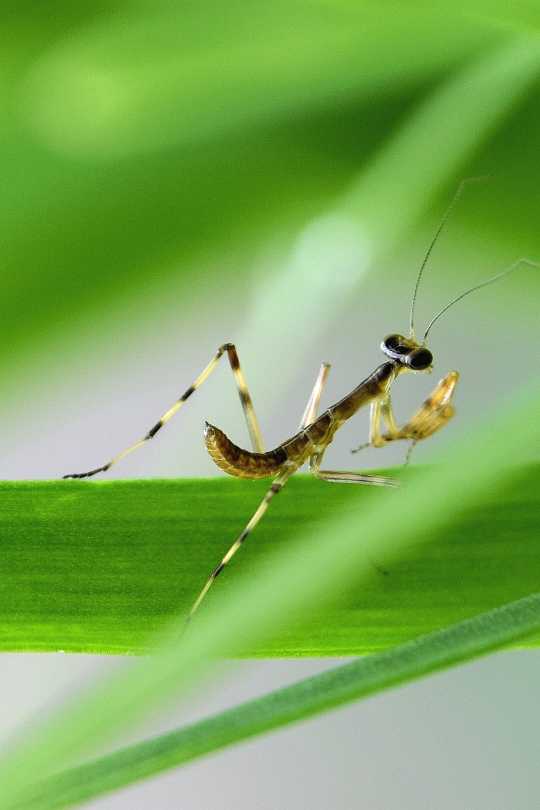このカマキリの名前はなんですか またこのカマキリは子供ですか ハラビロカ Yahoo 知恵袋