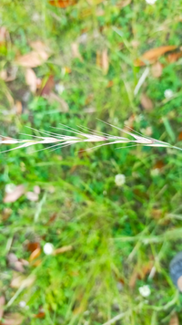 こーゆー麦みたいな雑草の麦みたいな部分て食えるん 中開いたら麦みたいなのが入っ Yahoo 知恵袋