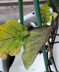 一ヶ月前に植えたナスの苗が最近おかしい 葉が茶色がかってきました 肥料不足 水 Yahoo 知恵袋