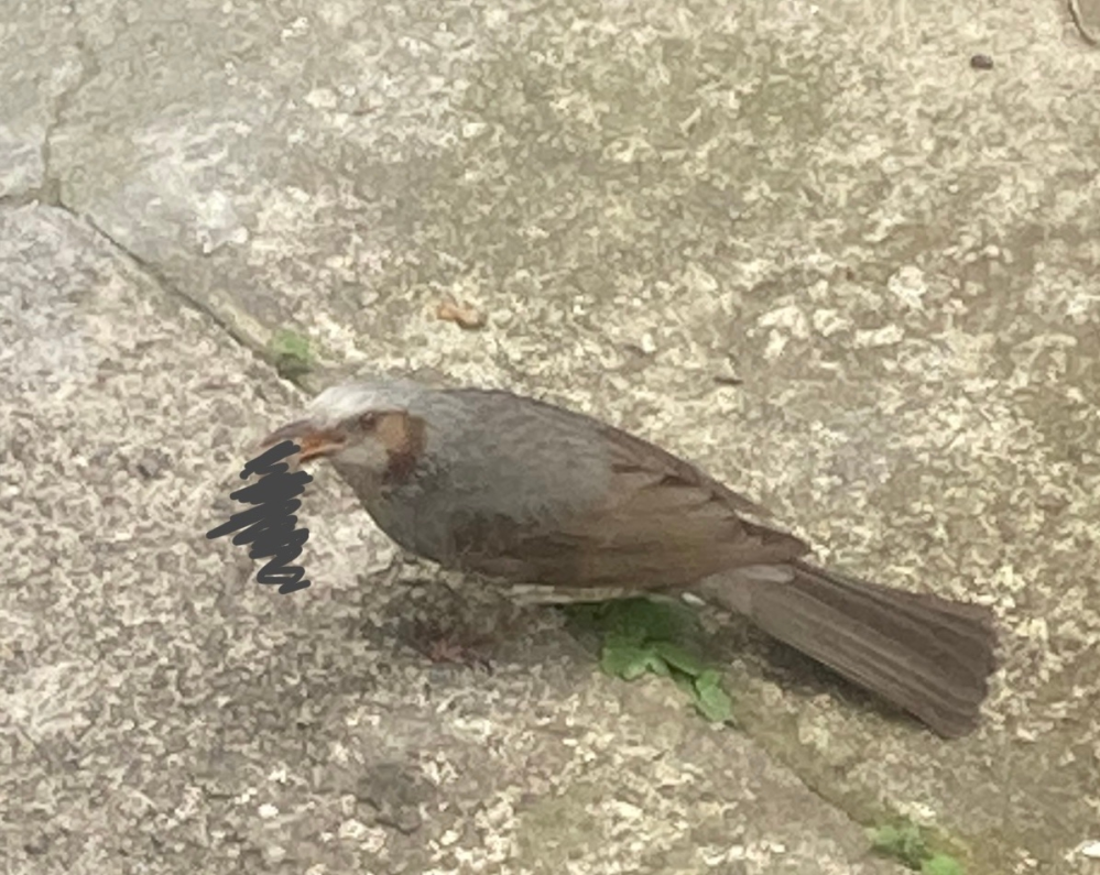 この鳥は何でしょうか 庭でトカゲを食べていてびっくりしました 鳥ってトカゲも食 Yahoo 知恵袋