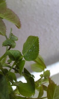 薔薇の葉に クモの巣のような物が付いて 白く色が抜けて枯れる Yahoo 知恵袋