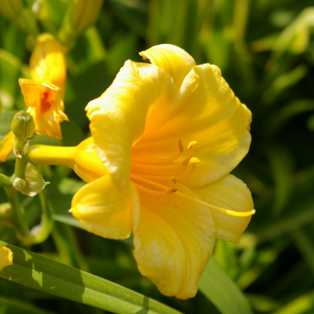 この花の名前を教えてください ヒメキスゲ だと思います Ht Yahoo 知恵袋