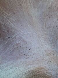 １歳７ヶ月の犬 オーストラリアン シェパード 雌 の下腹部に プチプチと黒い点 Yahoo 知恵袋