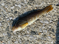 なんか釣りしてたら来たんですけどこれなんて魚かわかる人いますか 瀬戸 Yahoo 知恵袋