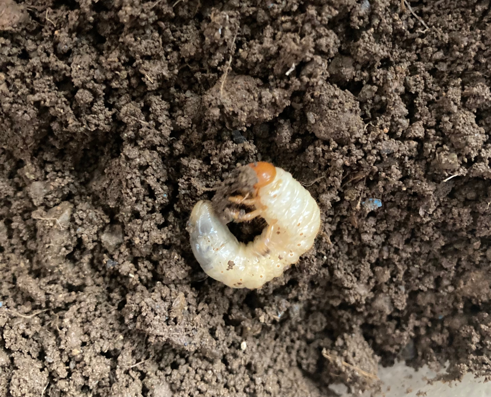 この幼虫は何の幼虫ですか じゃがいも掘っていたらいました 我が Yahoo 知恵袋