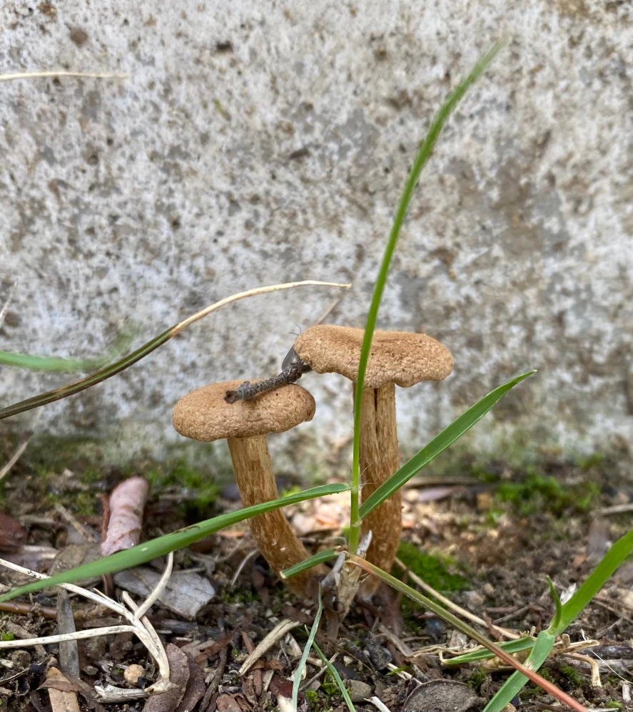 このキノコはどういうキノコでしょうか 芝生の多い庭に生えていたのです Yahoo 知恵袋