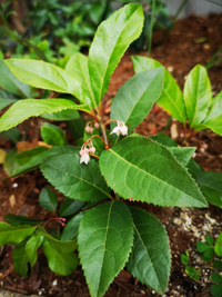 庭に植えてもらっているのですが この花の名前は分かりますか 山野草だ Yahoo 知恵袋