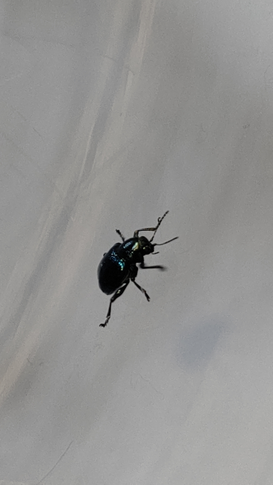オオミドリサルハムシのような虫が部屋に入ってきました。 サイズが5mmほどです。 色が濃い黒緑に光沢があります。 生息域の違う兵庫なので違う虫か、可能性のある虫をご存知の方は回答お願いします。