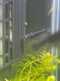 メダカについてです オロチを9匹45センチ水槽で飼育しています 数日前か Yahoo 知恵袋