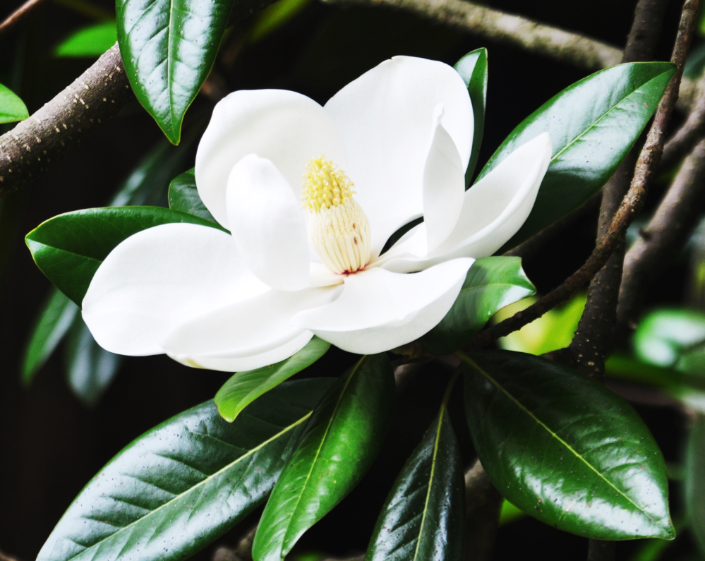 この木の花の名前は タイサンボクorホオノキ 教えて頂けませんか 今 Yahoo 知恵袋