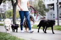 将来犬の仕事をしてみたいと思ってるのですがハローワークに行けばペ 教えて しごとの先生 Yahoo しごとカタログ