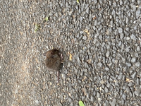 これはネズミの赤ちゃんでしょうか？
モグモグ何か食べていて近寄っても全く逃げませんでした。 
