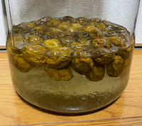 梅シロップに初挑戦しています 梅の取り出し頃と飲み頃を教えて下さい Yahoo 知恵袋