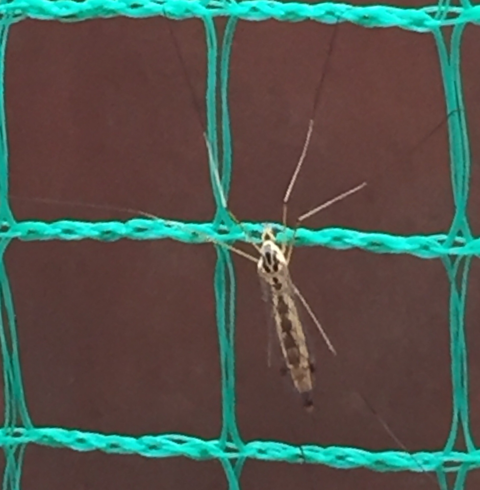 この虫の名前を教えてください。 足が長いです。