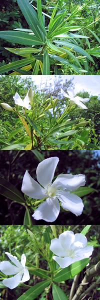 ６月の海岸近くにあった植物です ５枚の花弁の白い花です 何というの名前の植物で Yahoo 知恵袋