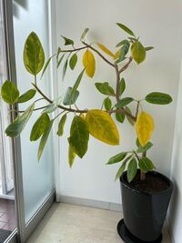 先日ゴムの木を植え替えしたのですが 植え替え後から弱ってしまっ Yahoo 知恵袋