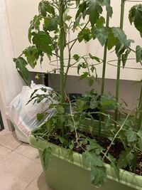 ミニトマトの風対策について教えて下さい プランターでミニトマトを育ててい Yahoo 知恵袋