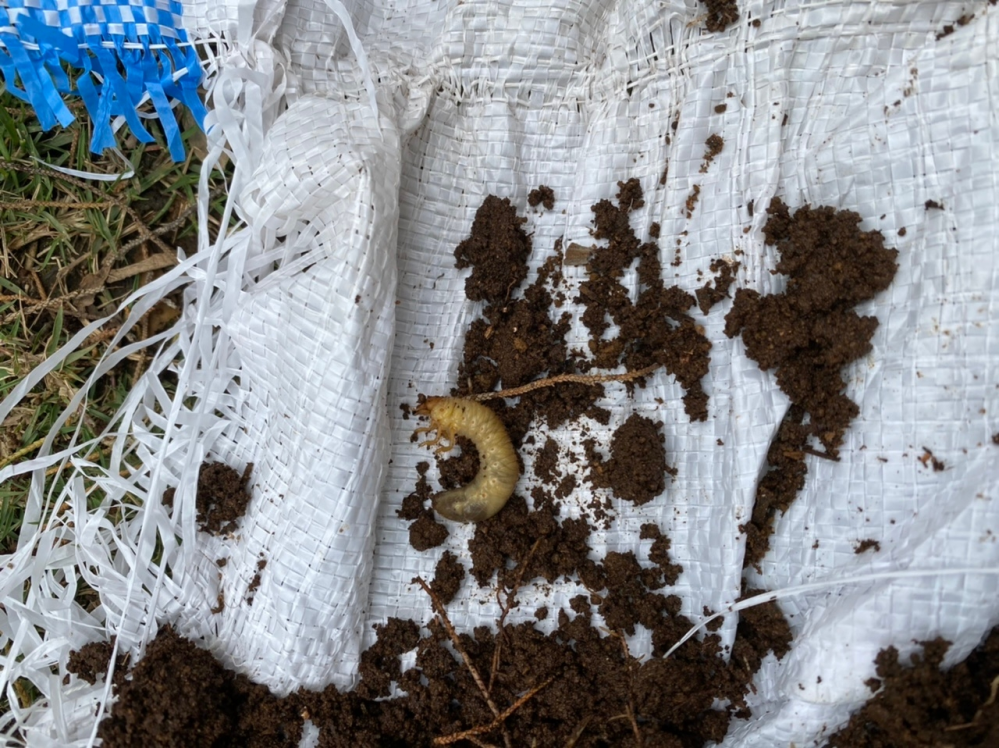 シンパクの盆栽を掘り返したら出てきた幼虫なのですが、何の幼虫かわかりますか？？