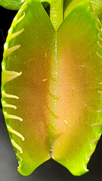 ハエトリソウ 食虫植物 の花について ハエトリソウに花芽がついて Yahoo 知恵袋