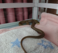 1ヶ月前に家の近１くの草むらでアオダイショウを捕獲しました 60cm位の幼蛇で Yahoo 知恵袋