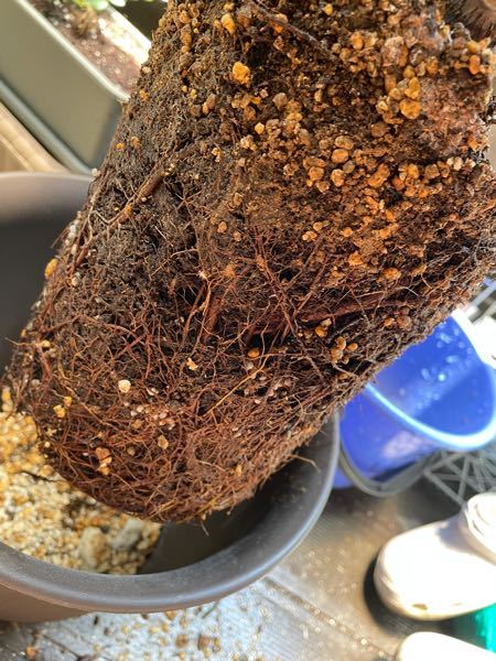 ゴムの木を植え替えしたんですが根が黒く思ったんですがどうでしょうか？