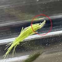 メダカの飼い方について メダカを飼う水槽は 浅い方がいい という Yahoo 知恵袋