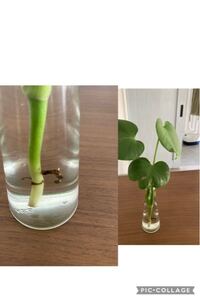 モンステラを水で増やしたいのですが 合ってますか 一番下の部分が黒く Yahoo 知恵袋