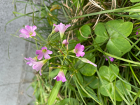 ムシトリナデシコは雑草ですか 花言葉が罠だそうです なんだか悪い感じがします Yahoo 知恵袋