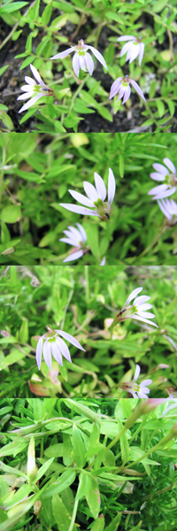 6月の低山に向かう道端にあった植物です 約１ｃｍくらいの 扇形の薄ピ Yahoo 知恵袋