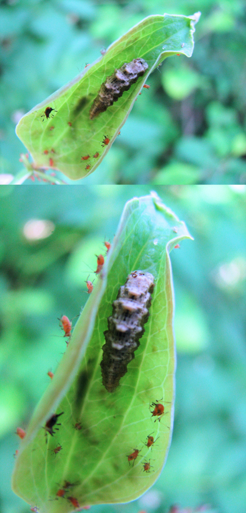 ５月の低山にいた生物です。 サルトリイバラの葉の中央付近に、 アブラムシと一緒にいました。 気持ち悪くて申し訳ないのですが、 葉の中央にいるグレーの生物、 何という名前の生物でしょうか？？ もしくは、何という名前の生物の幼虫でしょうか？？