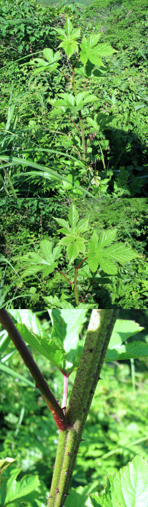６月の低山にあった植物です。 葉は手のひらのように５つに分かれていて、幹にはトゲがあります。 何というの名前の植物でしょうか？？