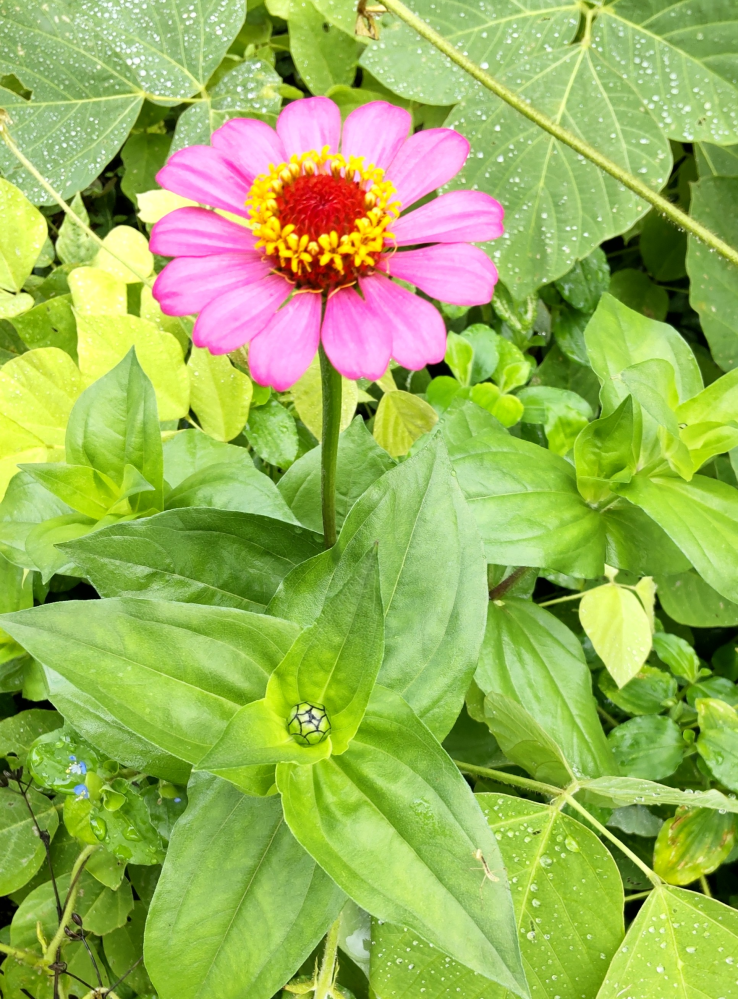 黒鬼灯の花言葉が調べても分かりません 知っている方 是非教えて Yahoo 知恵袋