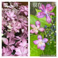 紫陽花について 詳しい方お願いします 紫陽花が土壌のphで色が変化す Yahoo 知恵袋