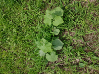 これは何の植物かわかりますか きゅうりにもかぼちゃにも似てますが葉の Yahoo 知恵袋