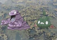 ソウルシルバーでヘラクロスはどこで手に入りますか 入るでしょう Yahoo 知恵袋