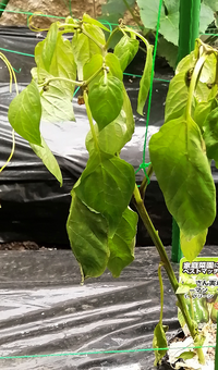 今の時期に咲く花で精子臭いのって何の花ですか 椎の花も同じ匂いです Yahoo 知恵袋