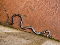 近くの溝にいたのですが、この蛇は何という名前でしょうか？ 