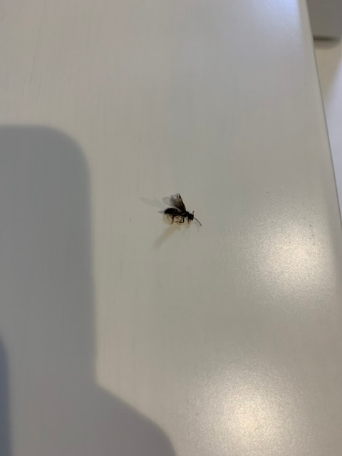 虫画像あります。 この虫、蟻？が家の周辺で数匹飛んでます。 無くの虫かわかる方いらっしゃいますか。