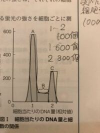 体細胞分裂のdna量のグラフ 縦軸の細胞数がゼロが部分はどうい Yahoo 知恵袋