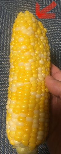 トウモロコシのネットを掛ける時期について教えてください どのタ Yahoo 知恵袋