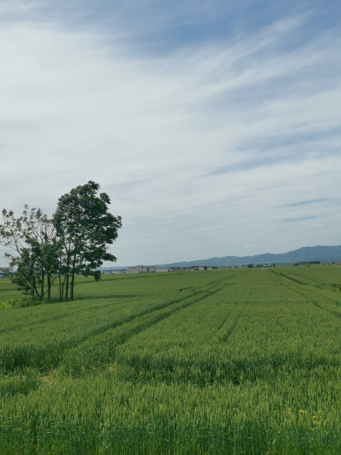 北海道でみかけたのですが、何の畑でしょうか？ 小麦か大麦かと思うのですが 写真が遠くてすみません。 宜しくお願い致します。
