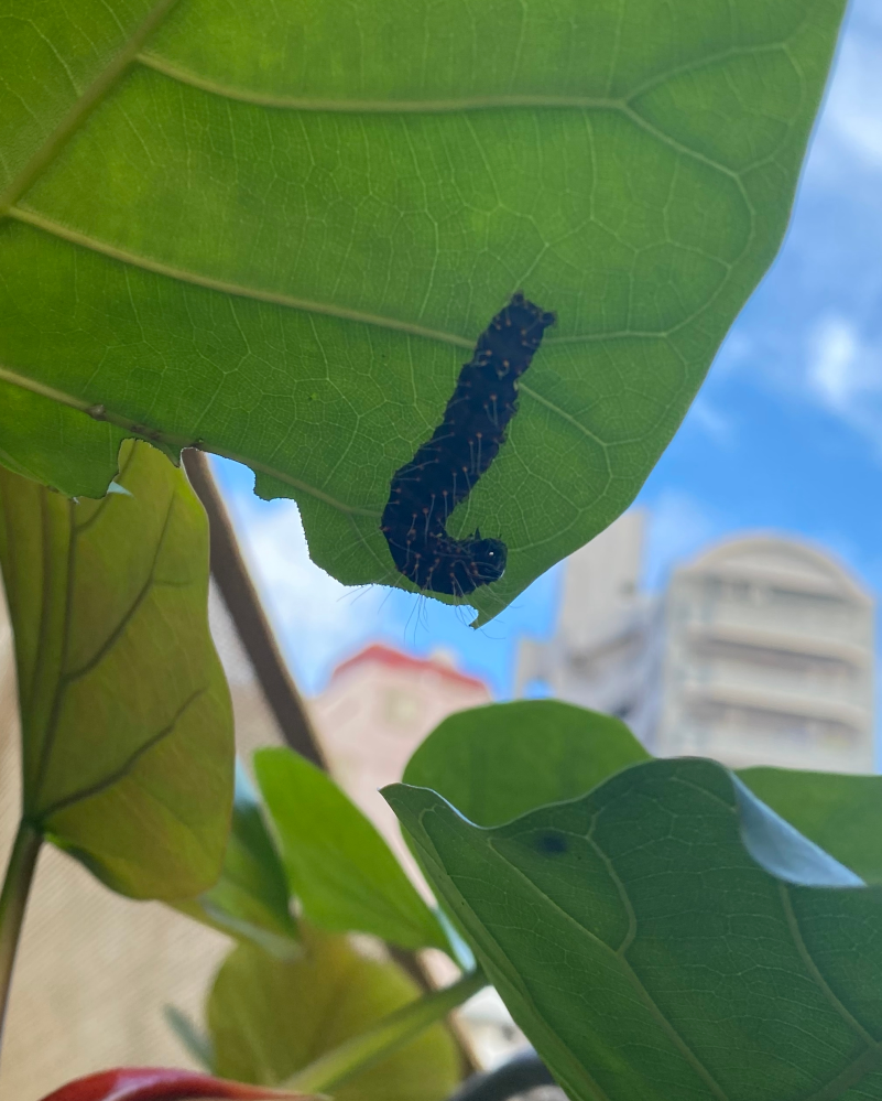 奇妙な生き物です 庭の雑草取りをしてて見つけた何かの幼虫 芋虫でしょう Yahoo 知恵袋