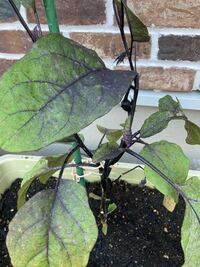 プランター菜園でナスを育てています 葉っぱが画像のように黒くな Yahoo 知恵袋