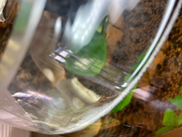 最近ベタ水槽に消えない泡が溜まるようになりました最初は泡巣かな と思 Yahoo 知恵袋