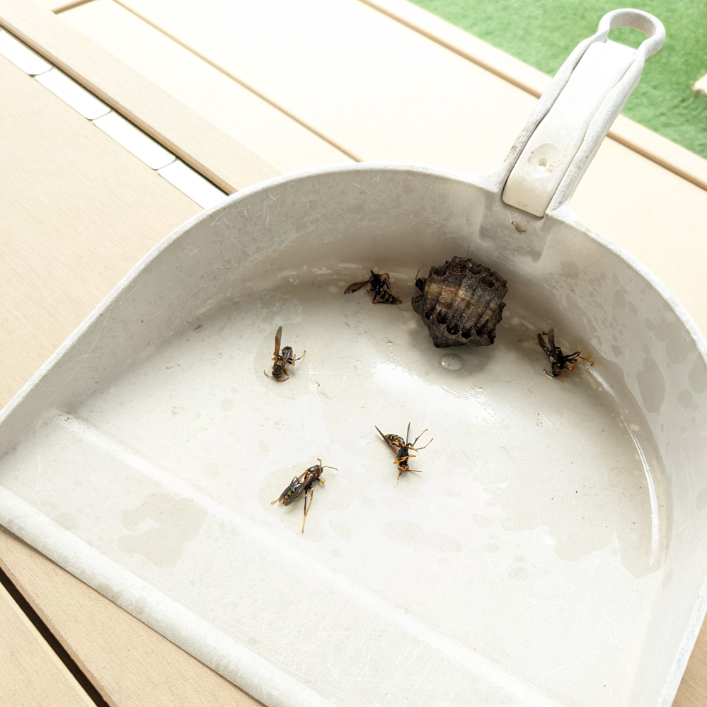 蜂の巣を作らせない方法についてお知恵を拝借願います 数週間前から自宅敷地内に蜂 Yahoo 知恵袋