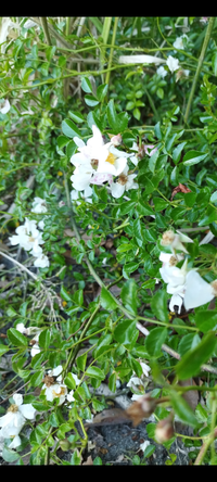 この植物の名前を教えて下さい 6月中旬に咲いていました よろしくお願いします Yahoo 知恵袋